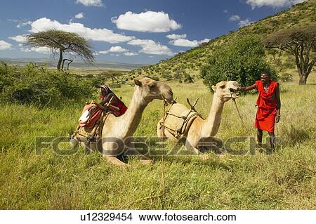 Masai in red robe with Camels View Large Photo Image Picture - Masai in red robe with Camels. Fotosearch