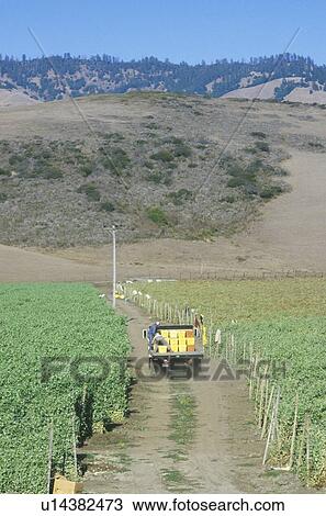 Stock Image - Migrant workers driving a truck in San Joaquin Valley. Fotosearch