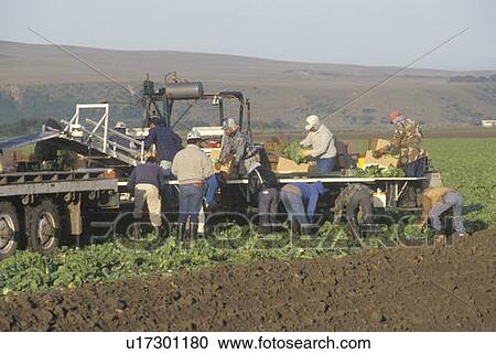 Migrant workers harvest crops View Large Photo Image Stock Image - Migrant workers harvest crops. Fotosearch