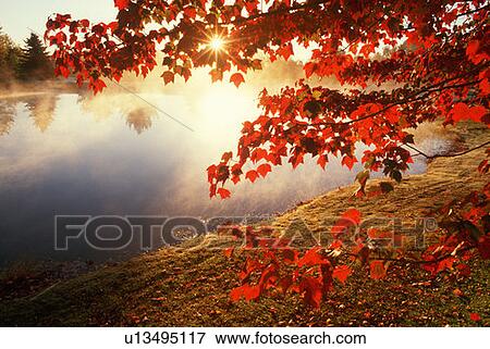 Misty pond with autumn leaves in Connecticut View Large Photo Image Stock Photo - Misty pond with autumn leaves in Connecticut. Fotosearch