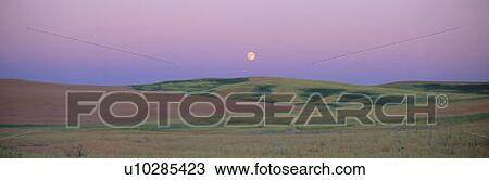 Moonrise over pea fields, the Palouse, Washington State View Large Photo Image Stock Image - Moonrise over pea fields, the Palouse, Washington State. Fotosearch