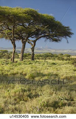 Mount Kenya and Acacia Trees View Large Photo Image Stock Photography - Mount Kenya and Acacia Trees. Fotosearch