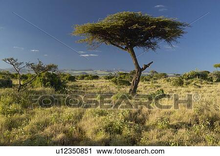 Stock Image - Mount Kenya and lone Acacia Tree. Fotosearch