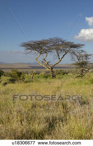 Stock Photo - Mount Kenya and lone Acacia Tree. Fotosearch