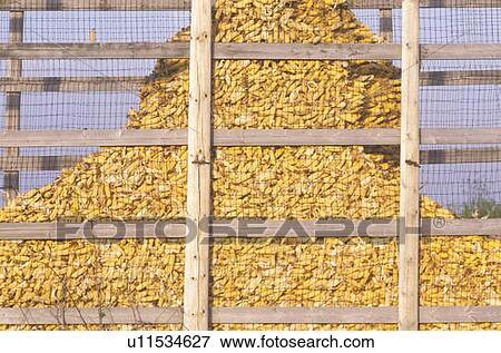 Mount of harvested corn behind a wire fence View Large Photo Image Stock Photo - Mount of harvested corn behind a wire fence. Fotosearch