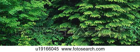 Mountain Forest Close-up View Large Photo Image Stock Photography - Mountain Forest Close-up. Fotosearch