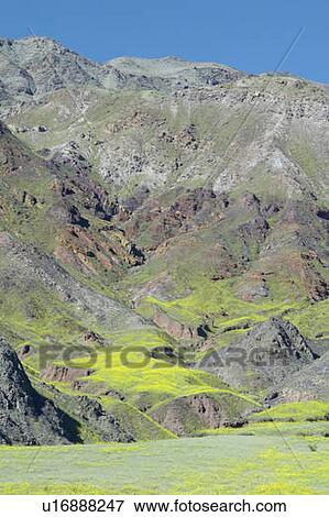 Stock Photo - Mountain view and spectacular desert gold. Fotosearch