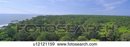 Native trees at Hunter Island near Hilton Head, South Carolina View Large Photo Image Stock Photo - Native trees at Hunter Island near Hilton Head, South Carolina. Fotosearch