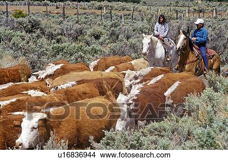 Navajo cowboys herding cattle on cattle drive View Large Photo Image Picture - Navajo cowboys herding cattle on cattle drive. Fotosearch