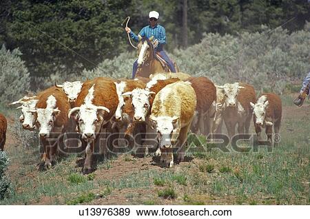 Stock Photo - Navajo cowboys herding cattle on cattle drive. Fotosearch