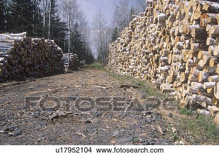 Neatly stacked logs line a logging road that leads into the forests View Large Photo Image Picture - Neatly stacked logs line a logging road that leads into the forests. Fotosearch