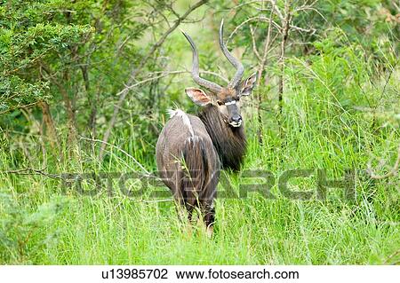 Nyala, also called Bushbuck View Large Photo Image Stock Image - Nyala, also called Bushbuck. Fotosearch