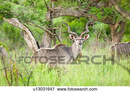 Nyala, also called Bushbuck View Large Photo Image Stock Photo - Nyala, also called Bushbuck. Fotosearch