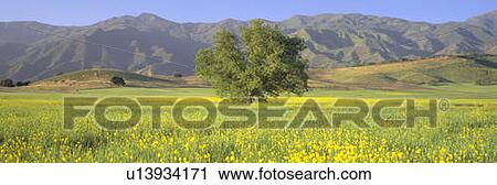 Stock Image - Oak and mustard in green field and Chief Peak, in Upper Ojai Valley, California. Fotosearch