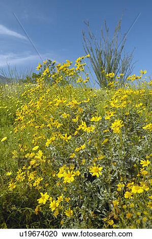 Stock Image - Ocotillo blossoms in springtime. Fotosearch