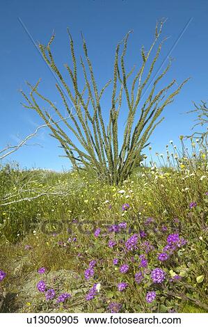 Ocotillo blossoms View Large Photo Image Stock Photography - Ocotillo blossoms. Fotosearch