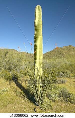 Ocotillo surrounding an Organ Pipe cactus View Large Photo Image Stock Image - Ocotillo surrounding an Organ Pipe cactus. Fotosearch
