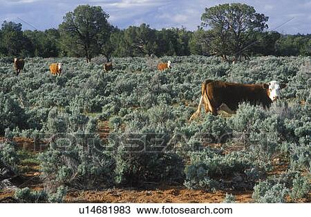 Stock Image - Open range grazing cattle. Fotosearch