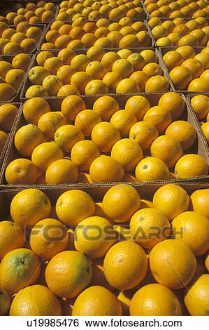 Stock Photograph - Orange boxes. Fotosearch