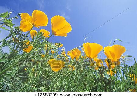 Orange Poppies View Large Photo Image Stock Photo - Orange Poppies. Fotosearch