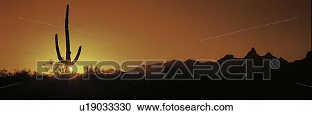 Stock Image - Organ Pipe Cactus. Fotosearch