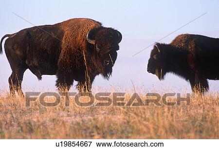 Stock Photo - Pair of buffalo on the range. Fotosearch