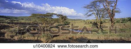 Panoramic view of African Elephants at watering hole View Large Photo Image Picture - Panoramic view of African Elephants at watering hole. Fotosearch