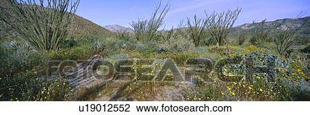Panoramic view of Desert Lillies View Large Photo Image Stock Image - Panoramic view of Desert Lillies. Fotosearch