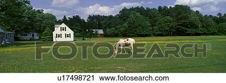 Stock Image - Panoramic view of horses grazing in springtime field. Fotosearch