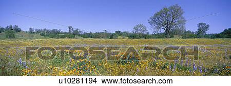 Panoramic view of spring flowers View Large Photo Image Picture - Panoramic view of spring flowers. Fotosearch