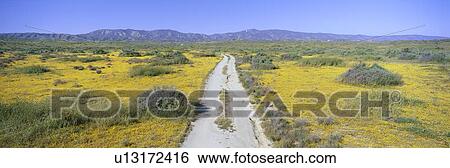 Panoramic view of spring flowers View Large Photo Image Stock Photograph - Panoramic view of spring flowers. Fotosearch