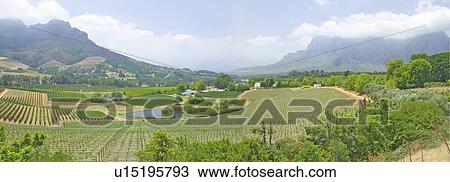 Stock Image - Panoramic view of Stellenbosch wine route and valley of vineyards. Fotosearch