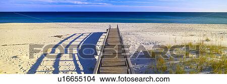 Picture - Pathway and sea oats on beach at Santa Rosa Island near Pensacola, Florida. Fotosearch