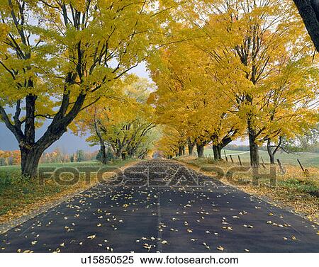 Peacham, Road in Autumn, Vermont View Large Photo Image Stock Photography - Peacham, Road in Autumn, Vermont. Fotosearch