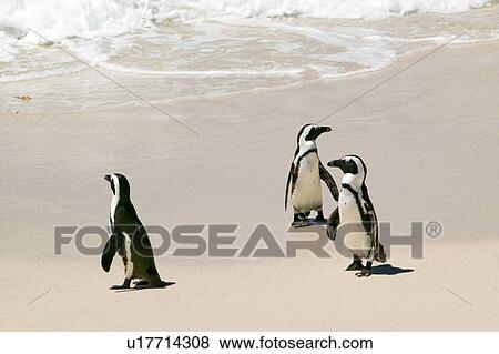 Stock Photo - Penguins at Boulders Beach. Fotosearch