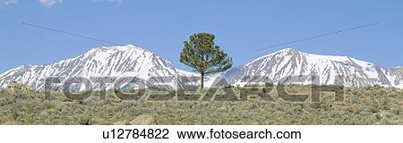 Pine tree and snow-covered Sierra Nevada Mountains near Mono Lake, California View Large Photo Image Stock Image - Pine tree and snow-covered Sierra Nevada Mountains near Mono Lake, California. Fotosearch