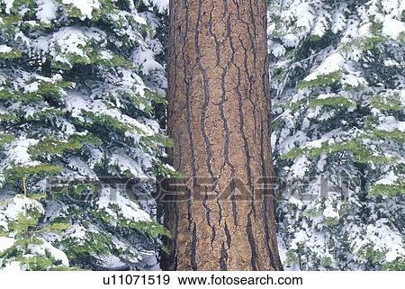 Stock Photo - Pine Tree in Winter. Fotosearch
