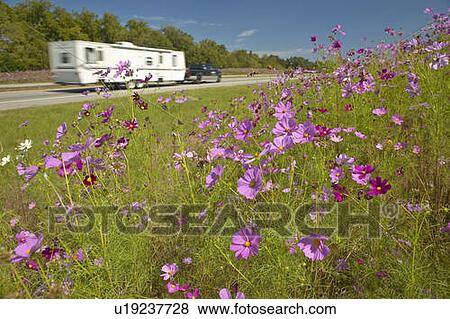 Pink and purple flowers blooming along interstate View Large Photo Image Stock Photo - Pink and purple flowers blooming along interstate. Fotosearch