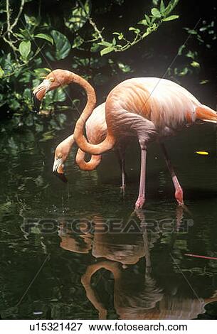 Stock Photo - Pink Flamingos. Fotosearch