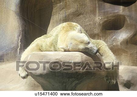 Stock Image - Polar Bear napping. Fotosearch