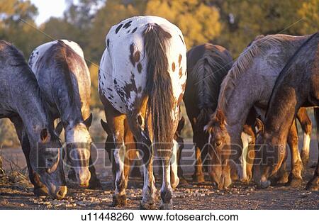 Ponies grazing View Large Photo Image Stock Image - Ponies grazing. Fotosearch