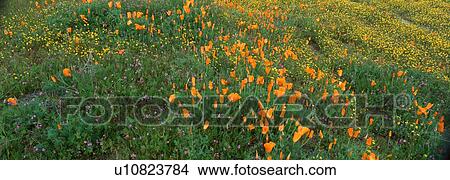 Picture - Poppies and Wildflowers, Antelope Valley, California. Fotosearch