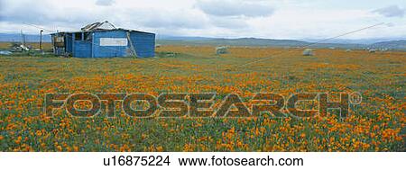 Picture - Poppies in Antelope Valley, California. Fotosearch
