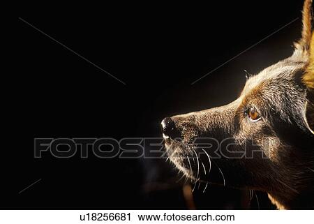 Stock Image - Portrait of Australian Blue Heeler. Fotosearch
