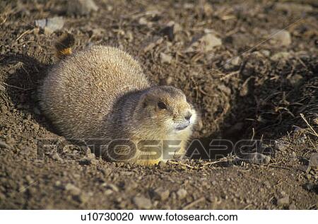 Prairie dogs View Large Photo Image Stock Image - Prairie dogs. Fotosearch