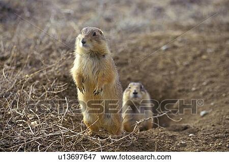 Prairie dogs View Large Photo Image Stock Photo - Prairie dogs. Fotosearch