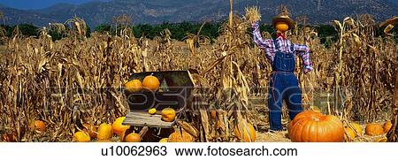 Stock Image - Pumpkin Patch. Fotosearch