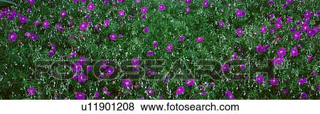 Stock Photo - Purple Flowers, Taft Gardens, Ojai, California. Fotosearch