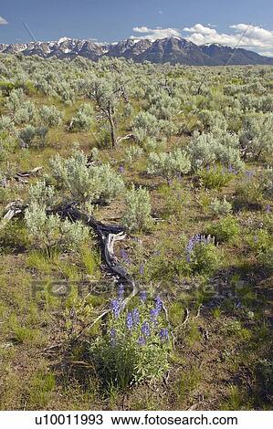 Purple lupine and spring flowers in southwestern MT View Large Photo Image Stock Image - Purple lupine and spring flowers in southwestern MT. Fotosearch