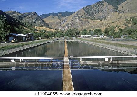 Rapid River Ranch Salmon Fish Hatchery on Route 55, ID View Large Photo Image Stock Photography - Rapid River Ranch Salmon Fish Hatchery on Route 55, ID. Fotosearch